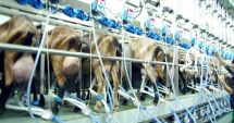 Stire din Economie : Producția de lapte a crescut cu aproape 9%