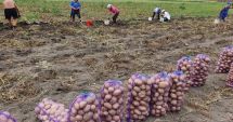 Stire din Economie : România, locul 9 în clasamentul european al producătorilor de cartofi