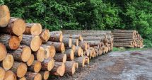 Stire din Economie : România, printre țările cu cea mai ridicată producție de lemn pentru combustibil din Europa