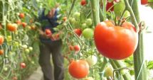 Stire din Economie : Peste 181 de milioane de lei pentru plata beneficiarilor programului de tomate în spaţii protejate