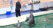 Stire din Cultură-Educație : Program nou la Delfinariu, Acvariu și Planetariu