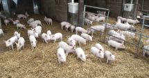 Stire din Economie : Programele de sprijin pentru crescătorii de suine și păsări vor fi lansate curând