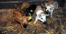 Stire din Economie : Programul de salvare a raselor de porci Bazna și Mangalița