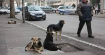 Stire din Politică-Administrație : "Și eu am adoptat un prieten necuvântător", proiect al Primăriei Mangalia