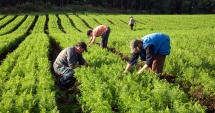 Stire din Economie : Cota TVA va scădea, în agricultură, de la 19% la 9% pentru încă opt lucrări și servicii