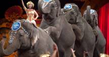 Stire din Politică-Administrație : Proiectul privind interzicerea folosirii animalelor în circuri, respins în comisie