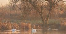 Stire din Social : Ziua Mondială a Zonelor Umede, sărbătorită luna aceasta