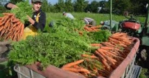 Stire din Economie : Pulsul economiei