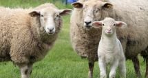 Stire din Economie : Pulsul economiei
