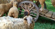 Stire din Economie : Pulsul economiei