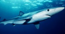 Stire din Actualitate : Un nou atac al rechinilor. O femeie a fost rănită grav în timp ce făcea snorkeling