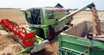 Stire din Economie : Producție record  la grâu, în acest an