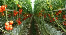Recomandări pentru producătorii de tomate în spații protejate