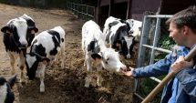 Stire din Economie : Reguli noi pentru crescătorii de animale, dacă vor fonduri europene