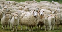 Stire din Actualitate : România solicită relaxarea restricțiilor de abatorizare pentru fermele neafectate de pesta rumegătoarelor