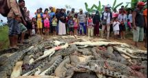 Scandal în Indonezia: 300 de crocodili masacrați după ce o reptilă a ucis un om