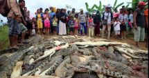 Stire din Actualitate : Scandal în Indonezia: 300 de crocodili masacrați după ce o reptilă a ucis un om