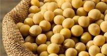 România a cumpărat 10.000 de tone de seminţe de soia