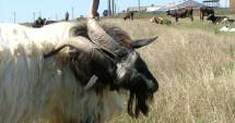 Stire din Economie : România produce și prelucrează mai mult lapte
