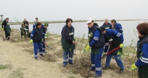 Stire din Social : Angajații KMG International, acțiune de voluntariat în județul Constanța: 2.200 de copaci plantați în Corbu