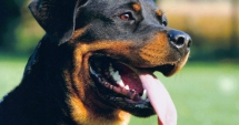 Stire din Eveniment : ȘOCANT. Bărbat sfâșiat de rottweiler în plină stradă