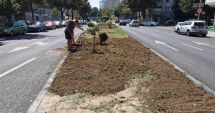 Stire din Social : Rulouri de gazon și sistem modern de irigații, pe bulevardul Tomis