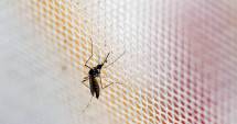 Stire din Actualitate : Rusia anunță primul caz de infectare cu virusul Zika