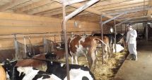 Stire din Economie : S-a aprobat bugetul pentru sectorul zootehnic. Iată ce sumă a fost alocată!