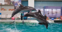 Stire din Social : Delfinariul din Constanța a început noul an în forță