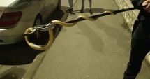 Un șarpe mare a fost scos de jandarmi, de la motorul unei mașini