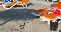 Stire din Eveniment : Alertă pe o plajă din Venus. Un șarpe a fost găsit printre turiști