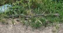 Jandarmii au capturat un șarpe de 1,5 m dintr-o curte din Costinești