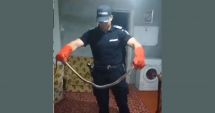 Stire din Eveniment : Șarpe de peste doi metri găsit într-o locuinţă din satul Arsa