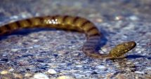 Stire din Social : Alertă în Parcul Tăbăcăriei. Un șarpe a băgat spaimă în mămici și copii