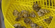 Stire din Social : Stridii de Marea Neagră, în curând, în farfuriile noastre