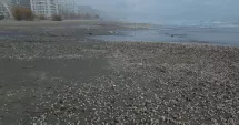 Stire din Social : Mamaia după furtuni. Plaja, transformată într-un câmp de scoici și rapane
