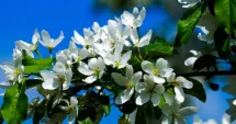 Stire din Social : Val de frig în plină primăvară. Temperaturi negative și riscuri pentru agricultură