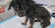 Stire din Eveniment : 21 de animale salvate dintr-un imobil insalubru din Sectorul 3 al Capitalei. Intervenție a autorităților