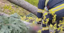 Stire din Eveniment : Bărbat de 45 de ani mort după ce a fost prins sub un copac căzut într-o zonă forestieră
