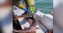 Stire din Eveniment : Captură impresionantă, descoperită de Garda de Coastă! Polițiștii au eliberat un rechin din plase