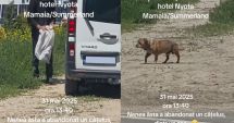 Stire din Eveniment : Amendă record pentru bărbatul care și-a abandonat câinele în stațiunea Mamaia