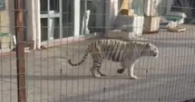 Stire din Actualitate : PANICĂ! Un tigru a evadat de la circ și s-a plimbat pe străzile orașului