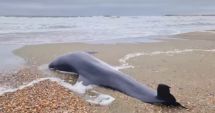 Delfin găsit mort, pe plajă, la Eforie Sud!