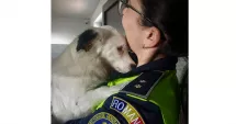 Stire din Eveniment : Protecția Animalelor a ieșit pe teren. Nereguli descoperite în mai multe localități