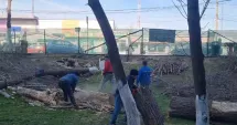 Stire din Social : A început tăierea copacilor din fața blocurilor SM5 și SM6! Locatarii, revoltați