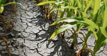 Stire din Economie : Se anulează impozitul pe venitul agricol pentru culturile calamitate în 2013