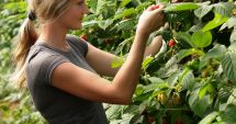 Stire din Social : Se caută lucrători pentru agricultura din Spania