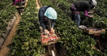 Stire din Social : Se caută muncitori în agricultură pentru Spania
