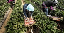 Stire din Social : Se caută căpșunari  pentru Spania