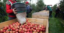 Stire din Social : Se caută culegători de fructe pentru Olanda